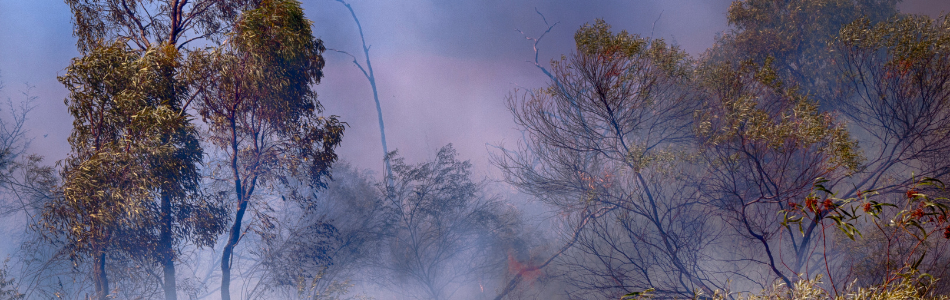 Grey smoke and ash in the middle of a bushfire 