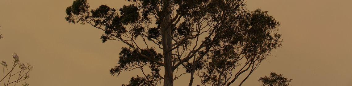orange bushfire haze in the background of eucalyptus tree silhouette 
