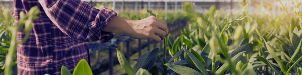 agriculture