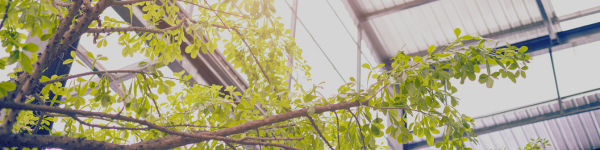 Sustainability-standards